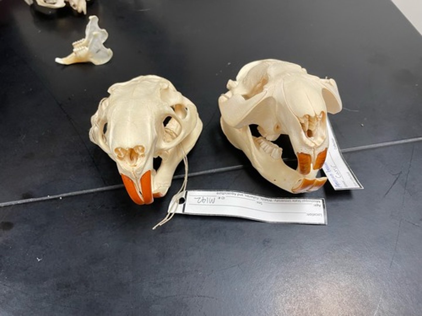 <p>Skull Differences</p>