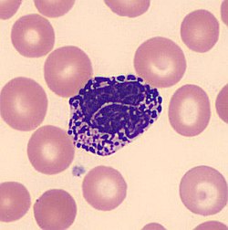 <p>This the <strong>least predominant WBC in the blood; differential count is usually 0-1%</strong></p>