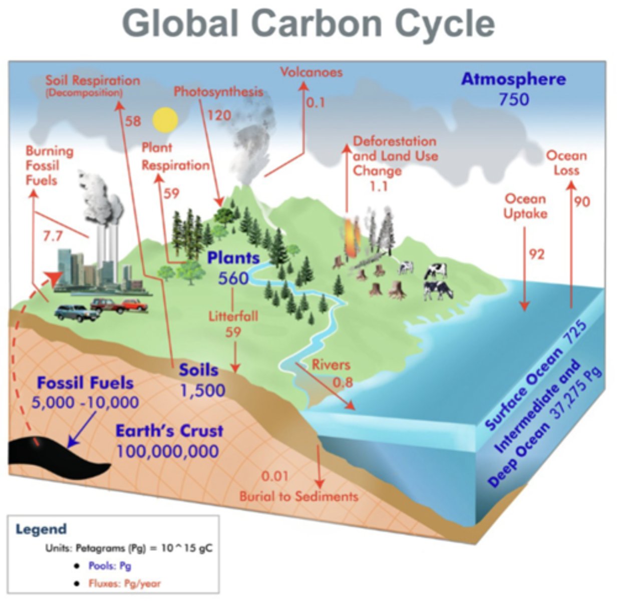 <p>The atmosphere contains carbon mainly as CO2, exchanging carbon with plants, soil, and oceans; contains ab 750 petagram (10^15 grams C, abbreviated as Pg)</p><p>-plants take in CO2 through photosynthesis, release CO2 back into the atmosphere through plant respiration, and contribute carbon to soils via litterfall</p><p>-soils store large amounts of C in organic matter and release CO2 via soil respiration/decomposition</p><p>-fossil fuels are a massive long-term carbon reservoir (5,000-10,000 Pg), but human burning of fossil fuel adds C to the atmosphere</p><p>-earth's crust is the largest C reservoir, locked in rocks and sediments; has very slow fluxes through volcanoes and burial to lower sediments</p><p>-the ocean (mostly the deep ocean) also holds immense amounts of C; exchanges C with the atmosphere but has a net effect as a carbon sink</p><p>-deforestation and burning fossil fuels are major contributors to rising atmospheric CO2</p>