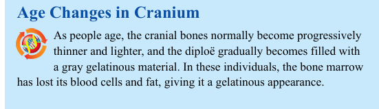 <p>As people age, the cranial bones normally become progressively thinner and lighter, and the diploë gradually becomes filled with a gray gelatinous material. In these individuals, the bone marrow has lost its blood cells and fat, giving it a gelatinous appearance.</p>