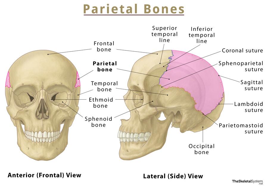 <p>Form sides and roof of cranial cavity, internal surfaces of bones feature many protrusions and depressions for blood vessels supplying dura matter covering brain</p><p>Sagiital suture: Connect left and right parietal bones</p><p>Coronal Suture: Connect parietal bones and frontal bone</p><p>Lambdoid suture: connect parietal and occipital bones</p>