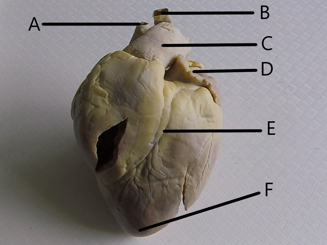 <p>What is D?</p>