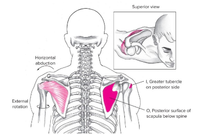 <ul><li><p><strong><u><span style="font-family: Arial, sans-serif">Origin</span></u></strong><span style="font-family: Arial, sans-serif">: POSTERIOR scapula&nbsp;</span></p></li><li><p><strong><u><span style="font-family: Arial, sans-serif">Insertion</span></u></strong><span style="font-family: Arial, sans-serif">: greater tubercle of humerus</span></p></li><li><p><strong><u><span style="font-family: Arial, sans-serif">Action(s)</span></u></strong><span style="font-family: Arial, sans-serif">:&nbsp;</span></p><ul><li><p><span style="font-family: Arial, sans-serif">Extension,</span></p></li><li><p><span style="font-family: Arial, sans-serif">&nbsp;EXternal rotation ,&nbsp;</span></p></li><li><p><span style="font-family: Arial, sans-serif">horizontal ABduction&nbsp;</span></p></li></ul></li><li><p><strong><u><span style="font-family: Arial, sans-serif">Antagonist</span></u></strong><span style="font-family: Arial, sans-serif">:&nbsp;</span></p><ul><li><p><span style="font-family: Arial, sans-serif">Serratus anterior,&nbsp;</span></p></li><li><p><span style="font-family: Arial, sans-serif">Pectoralis major</span></p></li><li><p><span style="font-family: Arial, sans-serif">Pectoralis MINOR,</span></p></li></ul></li></ul>