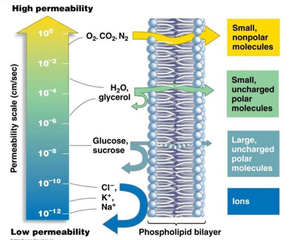 <p>some substances can cross membranes more easily than others</p><ul><li><p>plasma membrane controls the exchange of materials between the cell and its surroundings</p></li><li><p>hydrophobic (nonpolar) molecules dissolve in the lipid bilayer and pass rapidly (ex: hydrocarbons, CO2, and O2)</p></li><li><p>hydrophobic interior of the membrane impedes the passage of hydrophilic (polar) molecules (ex: sugars, water, ions)</p></li><li><p>fluid mosaic model explains membranes regulating molecular traffic across the membrane</p></li></ul><p></p>