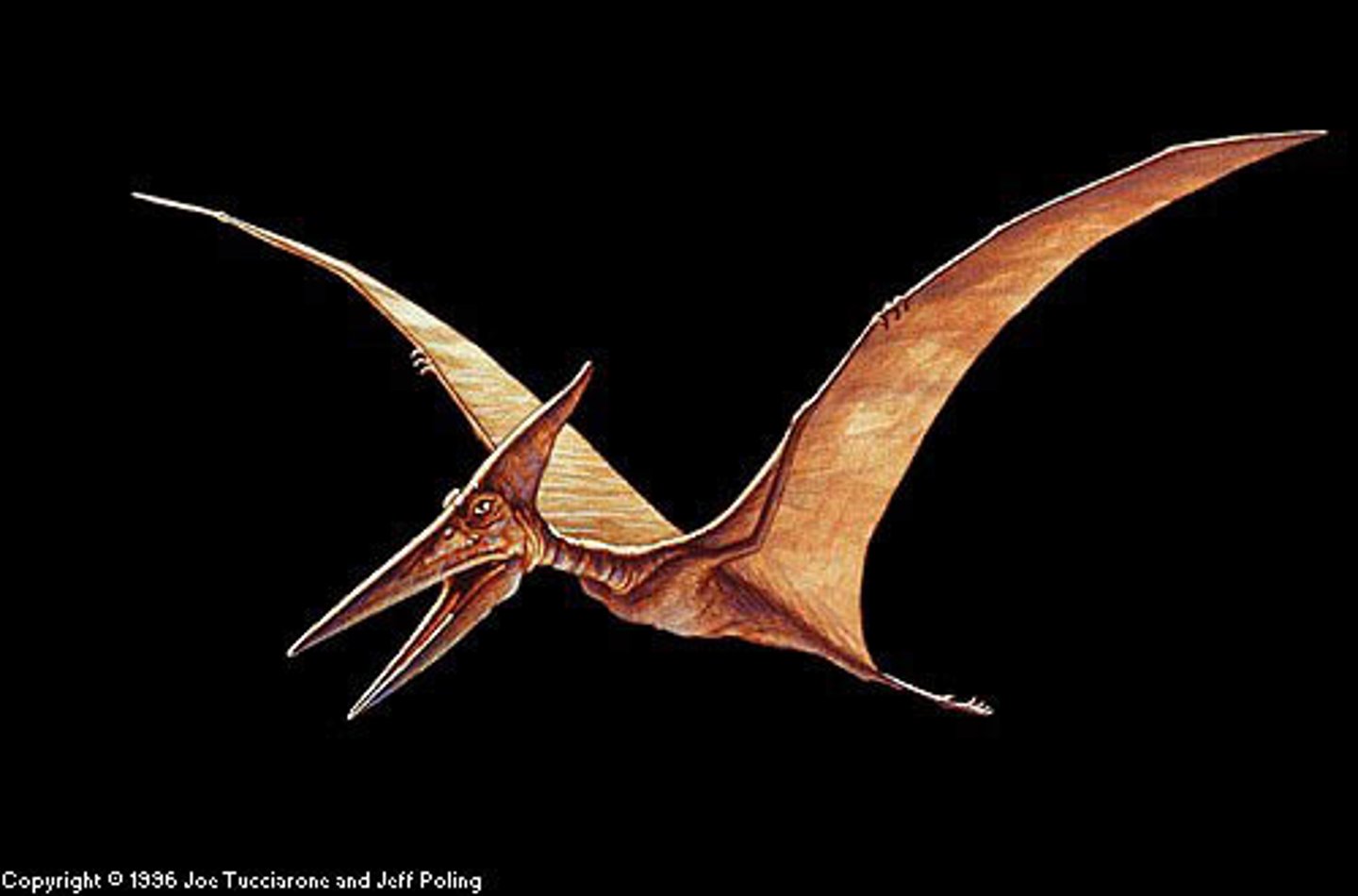 <p>Pteradon</p>