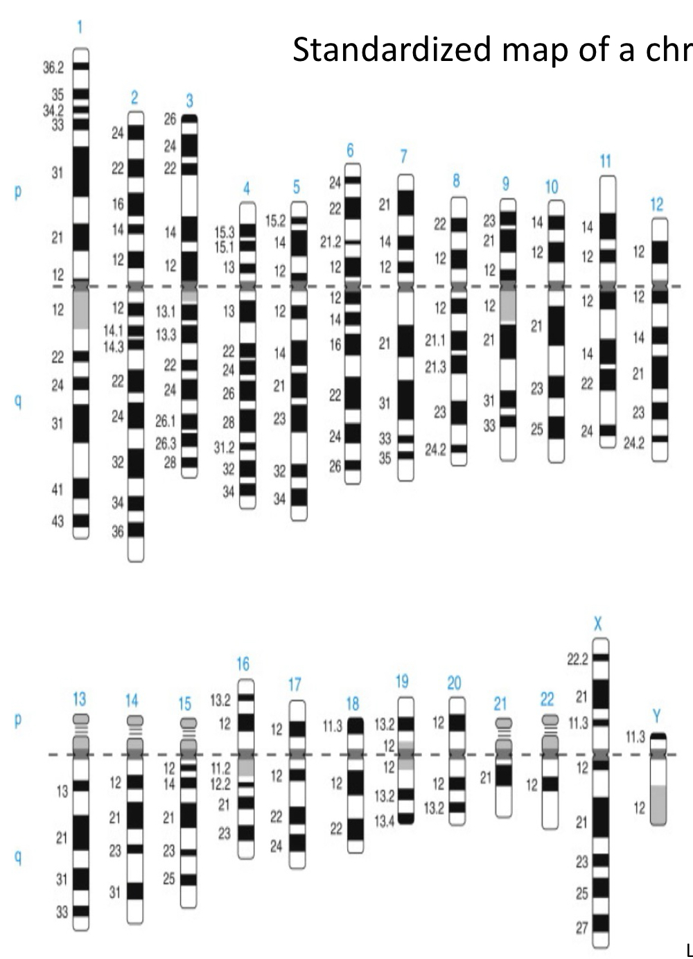 <ul><li><p>>400 bands (n)</p></li><li><p>Centromeres = dark grey</p></li></ul><p></p>