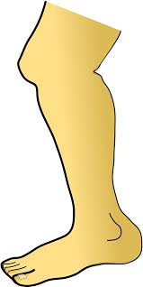 <p><strong>Leg</strong></p>