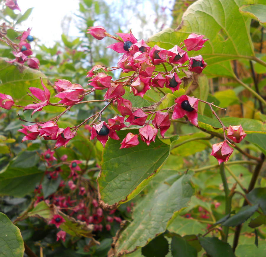 <p><span style="font-family: Inter, helvetica, arial, sans-serif">harlequin glorybower, glorytree or peanut butter tree</span></p>