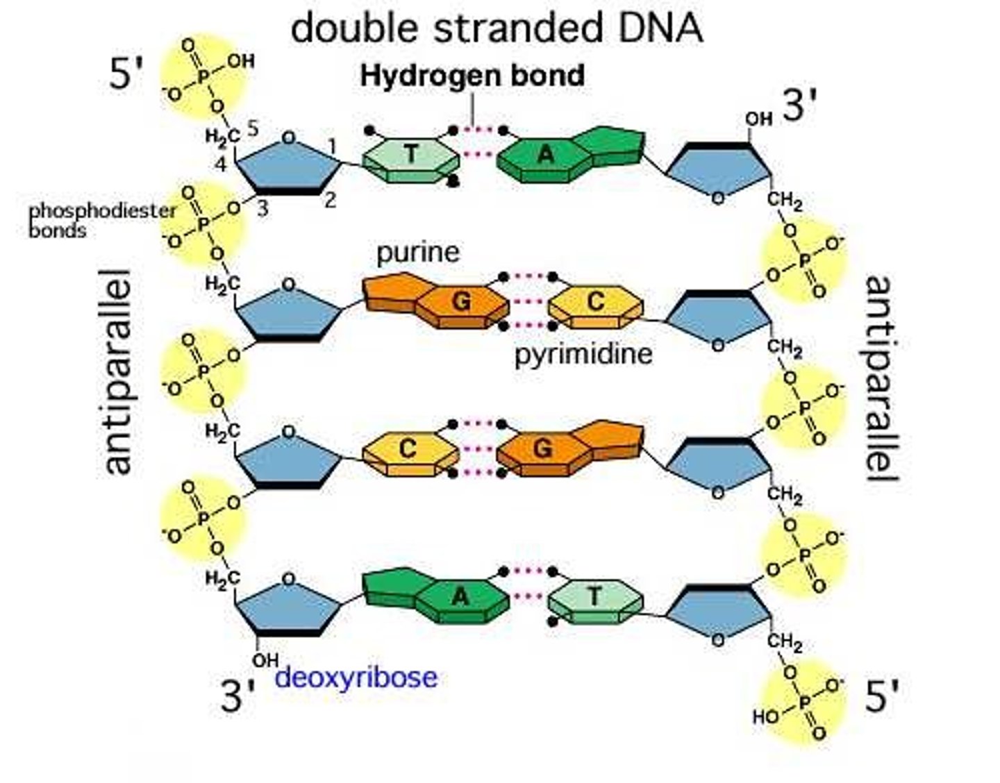 <p>Each end of DNA nucleotide has a number. One end is referred to as 5' (five prime) and the other end is referred to as 3' (three prime). The 5' and 3' designations refer to the number of the carbon atom in a deoxyribose sugar molecule. The 5' end is identified by the presence of the phosphate group and the 3' end is identified as ending in the pentose sugar (ribose or deoxyribose).</p><p>In DNA, one strand will run from 5' to 3' and the complementary strand will run anti-parallel, from 3' to 5'.</p>