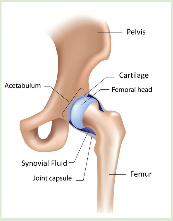 <p> is a synovial, ball and socket joint.</p><ul><li><p><span style="background-color: transparent;"><span>The ball on the femur fits into the (acetabulum) socket on the pelvis.</span></span></p></li><li><p><span style="background-color: transparent;"><span>The acetabulum and the femoral head are covered in cartilage.</span></span></p></li><li><p><span style="background-color: transparent;"><span>The joint is stabilized by the joint capsule.</span></span></p></li><li><p><span style="background-color: transparent;"><span>Synovial fluid within the joint capsule lubricates the joint.</span></span></p></li></ul><p></p>