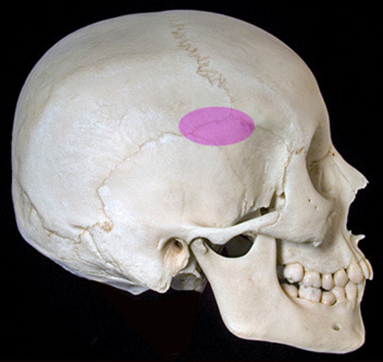 <p>Name the structure</p>