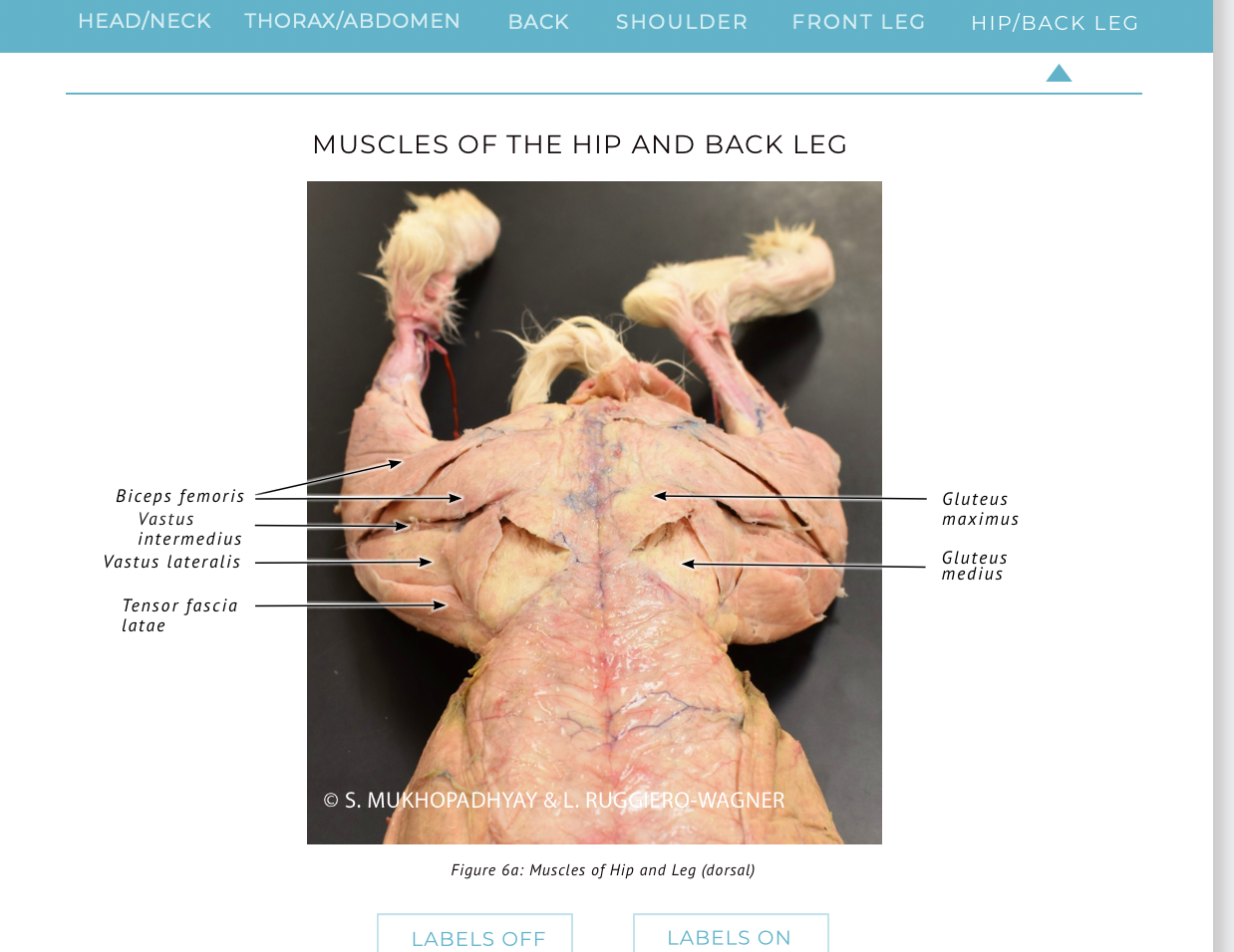 <p><span><span>knee </span></span><strong>flexion</strong><span><span>, hip </span></span><strong>extension</strong></p>