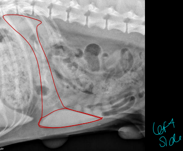 <p>Normal Abdomen Spleen on Radiographs </p>