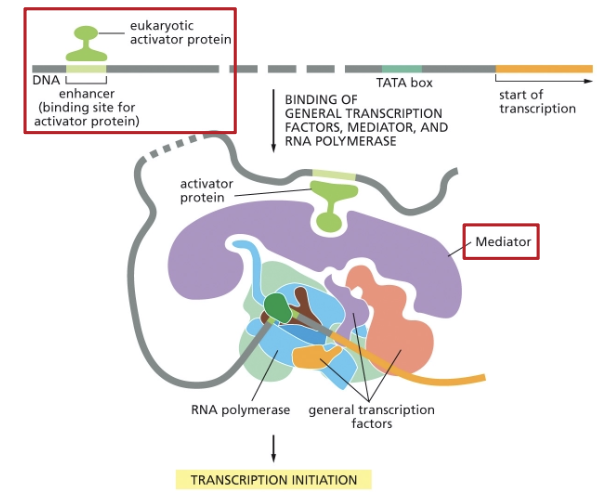 <ul><li><p>EUKARYOTIC GENE ACTIVATION!</p></li><li><p>EUKARYOTIC TRANSCRIPTIONAL REGULATORS BIND <strong>ENHANCERS</strong> (A DNA SEQUENCE)</p></li><li><p>THE <strong>MEDIATOR COMPLEX</strong> LINKS ACTIVATORS AND THE GENERAL TRANSCRIPTION MACHINERY TO PROMOTE (OR REPRESS) ASSEMBLY </p></li></ul><p></p>