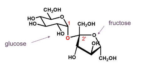 <ul><li><p>disaccharide</p><ul><li><p>glucose + fructose</p></li></ul></li></ul><p></p>