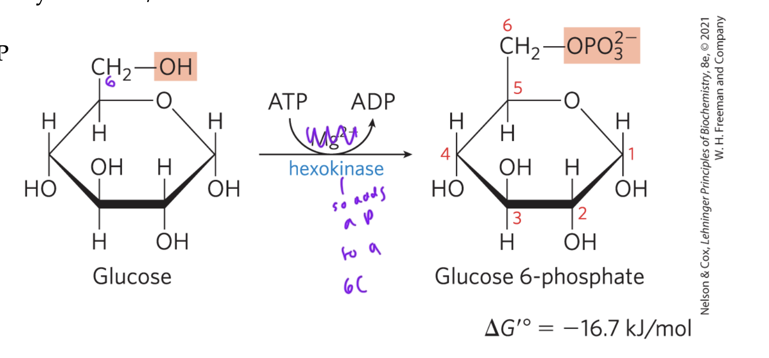 <p>hexokinase phosphorylates the C6 of glucose, turning it into glucose-6-phosphate using ATP</p><ul><li><p>exergonic/favorable rxn</p></li><li><p>glucose-6-phosphate is an allosteric inhibitor of hexokinase</p></li></ul><p></p>