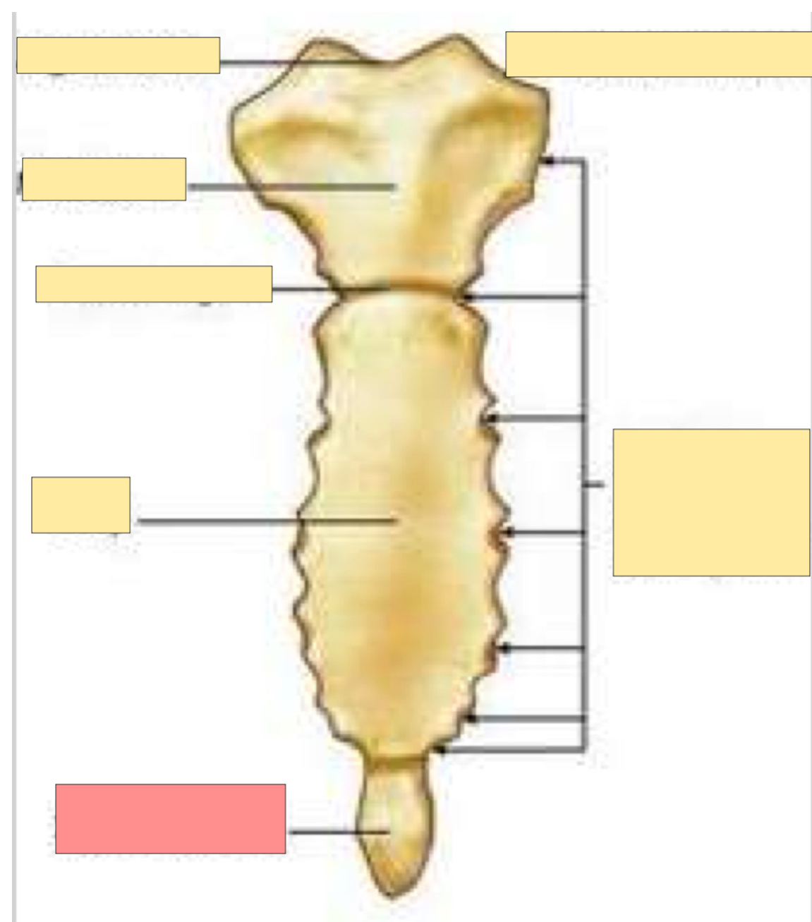 <p>What part of the sternum is this?</p>