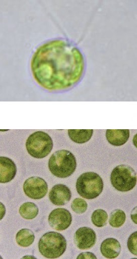 <p>What morphological type is being shown  </p>