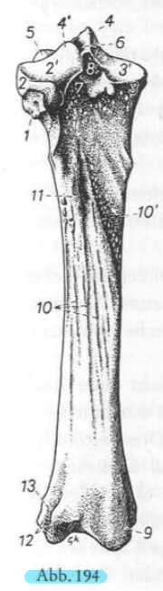 <p>Rappel structures osseuses → Tibia caud. (Pfd)</p>