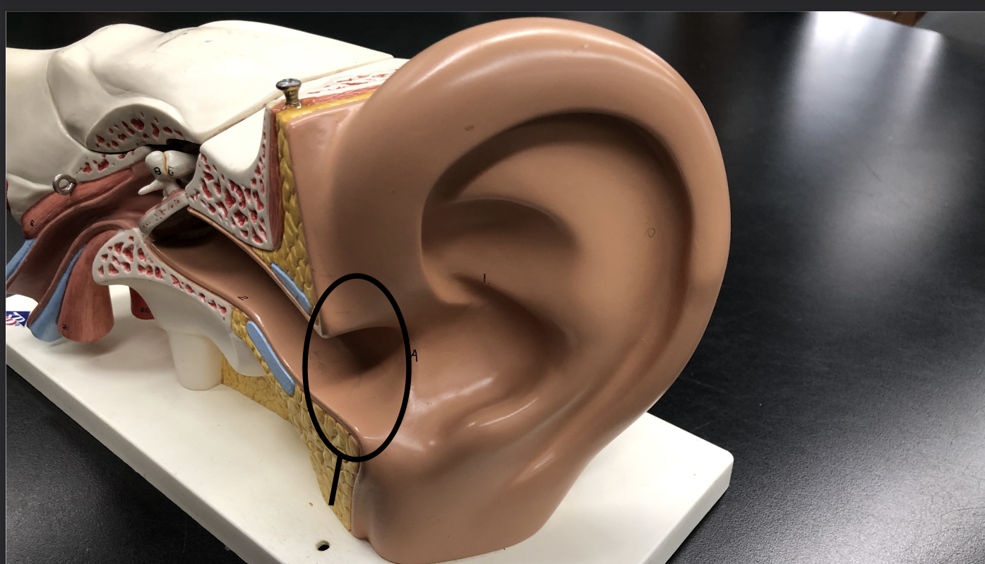 <p>what is this part of the ear? </p>