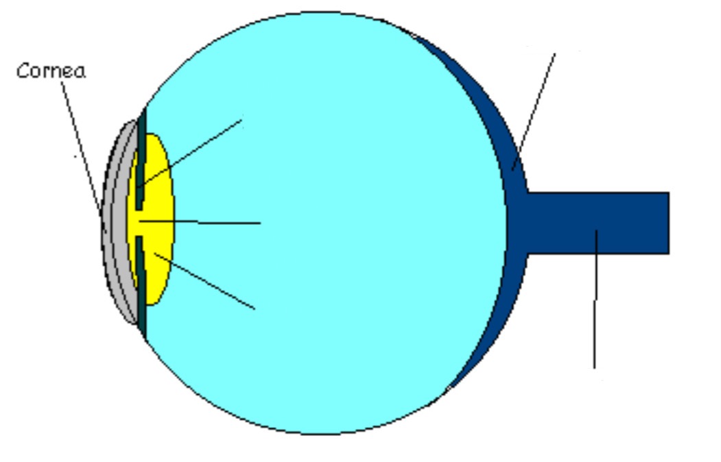 <p>Part of eye; transparent, protective outer coating; works w/ lens to collect and focus light rays</p>
