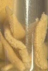 <p>What is this? Phylum? Symmetry?</p>