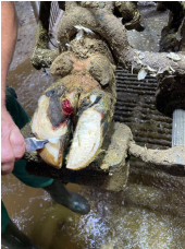 <p>AKP store husdyr blok 1 2024</p><p>Ved undersøgelse i klovboks, finder du dette. Hvilke diagnoser kan du stille på koen?</p><p>1 Digital dermatitis, balleråd, byld i den hvide linje, dobbeltsål </p><p>2 Sålesår, balleråd, separation i den hvide linje, dobbeltsål, spaltebetændelse </p><p>3 Sålesår, dobbeltsål, digital dermatitis, balleråd, separation i den hvide linje </p><p>4 Dobbeltsål, digital dermatitis, spaltebetændelse, separation i den hvide linje</p>