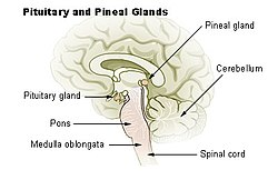 <p>a small endocrine gland in the brain</p>