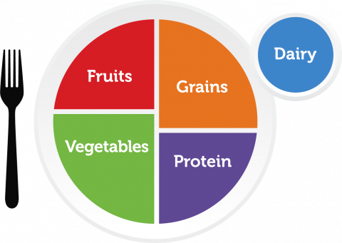 <p>grains vegetables, dairy, fruits, and protein</p>