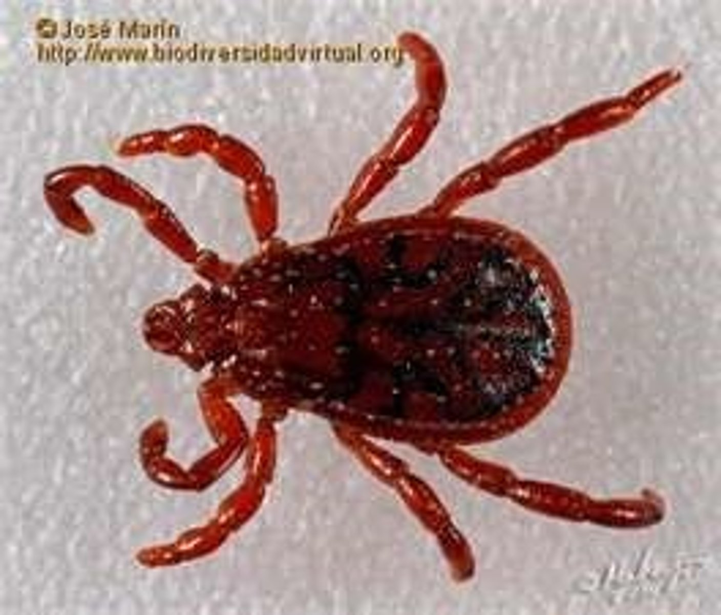 <p>Rhipicephalus sanguineus</p>