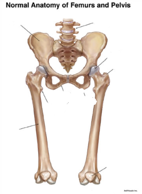 <p>Where is the patella? </p>