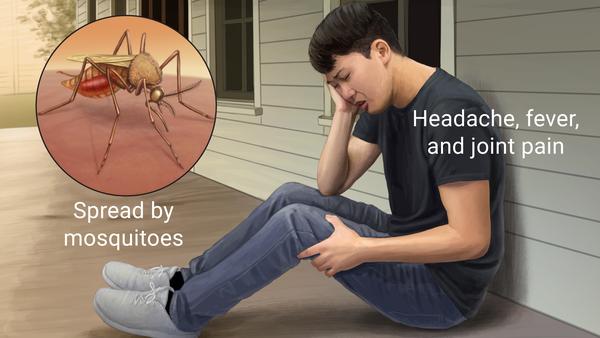 <p>Through a <strong>vector</strong>, specifically the <strong>Aedes mosquito</strong>.</p>