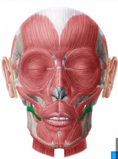 <p>L = looks like small muscle going from masseter → oris</p><p>A = <strong>synergist </strong>to zygomaticus&nbsp;:)</p>