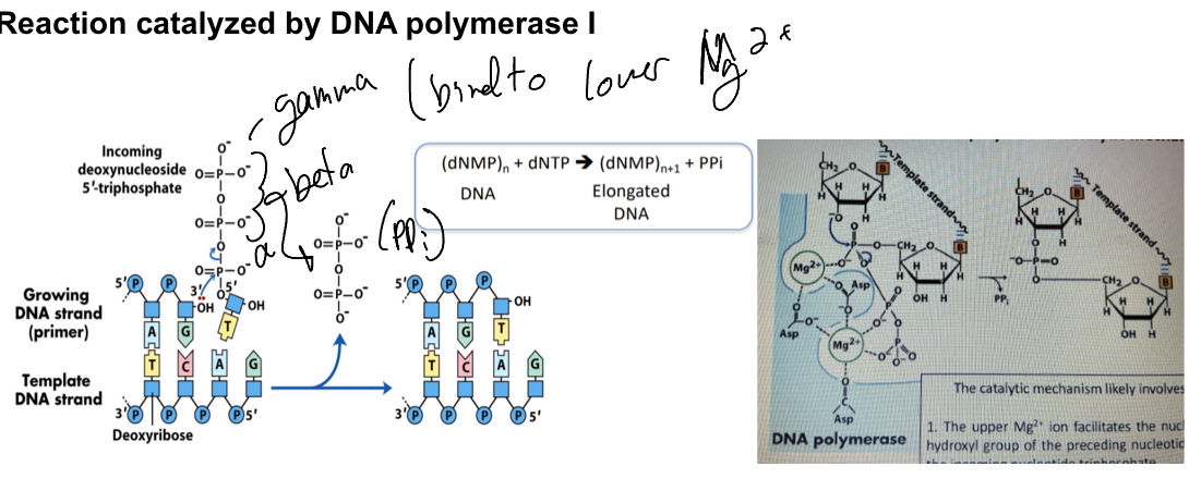 <p>DNA polymerase one accounts for 90% of DNA piolymease activity in E coli and has exonuclease proofreading. It tpically dissociates after 3-20 bases</p><ul><li><p>Upper Mg2+ ion facilitates the nucleophlic attack of the 3-hydroxyl group of the preceding nucleotide on the alpha phosphate of the incoming nucleotide triphosphate</p></li><li><p>Lower Mg2+ helps remove the pyrophostphate (the beta and gamma phophate grroups)— hence linking this nucleotide to the one before it.</p></li></ul><p></p>