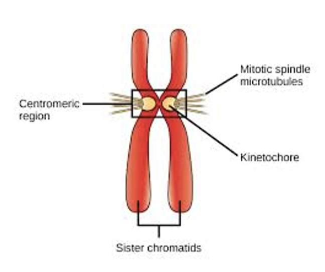 <ul><li><p>sister chromatids develop a <u>protein kinetochore</u> in the centromere region</p></li><li><p>attaches the chromatids to the spindle microtubules</p></li></ul><p></p>