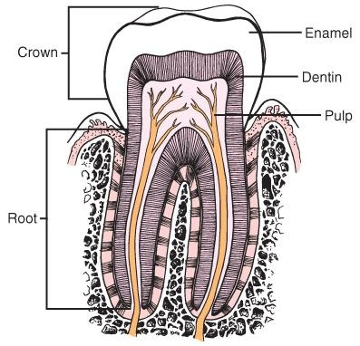 <p>Inspect the oral cavity, brush teeth at a 45-degree angle, clean the tongue, rinse, and floss as appropriate.</p>