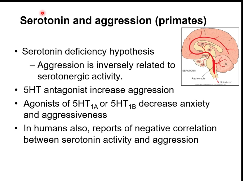 <p> Aggression is not one single behaviour; it includes different motivations such as survival (food), self-defence, dominance, power, and social control.</p><p>	•	Because the motives differ, the biological mechanisms behind aggression also differ.</p><p></p><p></p><p>Endocrine (hormonal) mechanisms</p><p>	•	Testosterone increases the likelihood and intensity of aggressive behaviour.</p><p>	•	Reducing testosterone (e.g. through castration in animal studies) reduces aggression.</p><p>	•	Hormones modulate aggression rather than directly causing it.</p><p>Brain mechanisms</p><p>	•	Different neural circuits control different types of aggression.</p><p></p><p></p><p>Predatory aggression</p><p>	•	Directed at members of another species.</p><p>	•	Purpose is obtaining food, not emotional expression.</p><p>	•	Behaviour is focused and goal-directed.</p><p>	•	Minimal or no sympathetic nervous system activation (no strong “fight-or-flight” response).</p><p></p><p></p><p>Affective (reactive) aggression</p><p>	•	Used for social signalling rather than killing.</p><p>	•	Includes threatening postures, displays, and fights within the same species.</p><p>	•	Important for establishing and maintaining social hierarchy.</p><p>	•	High sympathetic nervous system activity (increased heart rate, blood pressure, arousal).</p><p>	•	The amygdala plays a key role, especially in aggression linked to social status and emotional responses.</p><p></p><p></p>