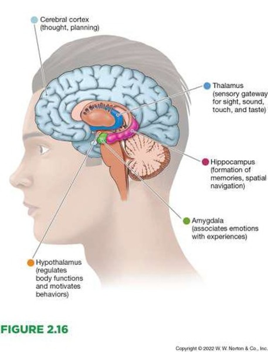 <p>Gateway to the brain for almost all incoming sensory information before that information reaches the cortex.</p>