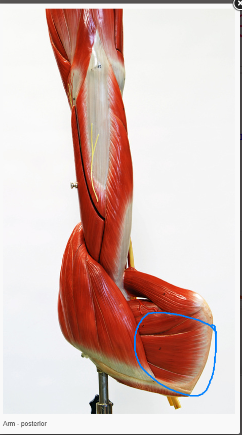 <p>What is the name of the muscle circled </p>