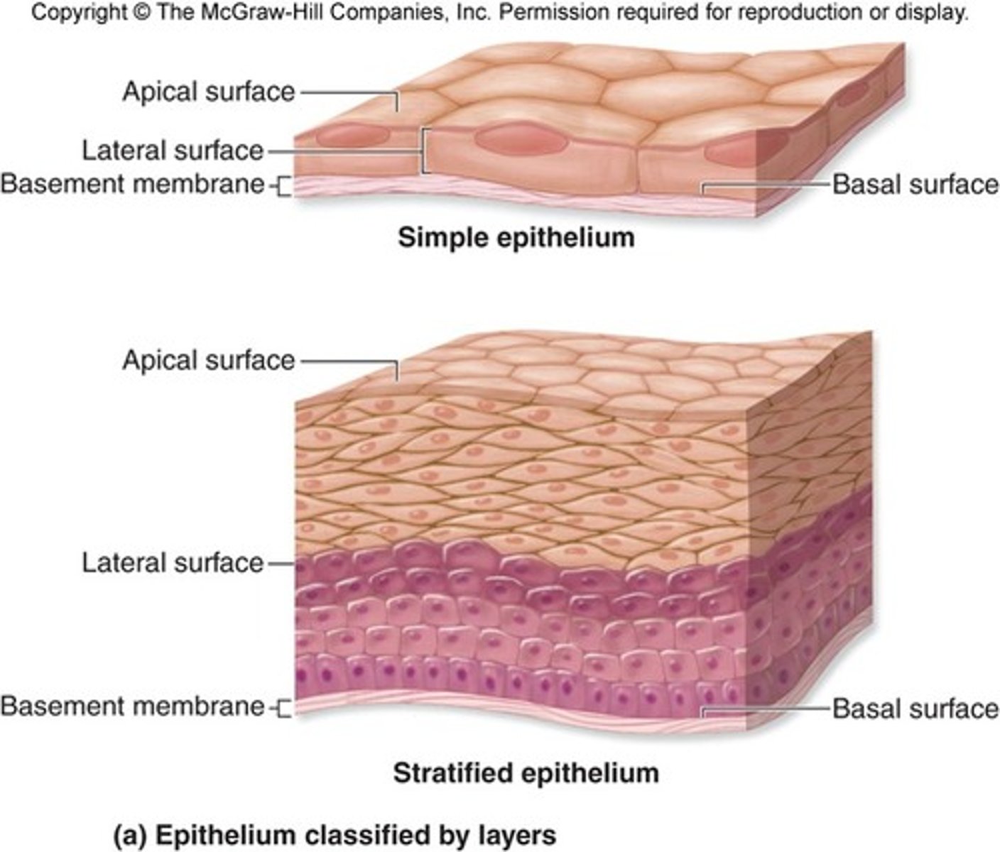 <p>-skin protects the body fro exposure to disease causing organisms</p><p>-lines internal organs and body cavities</p><p>ex. nose, mouth, lungs and stomach</p>