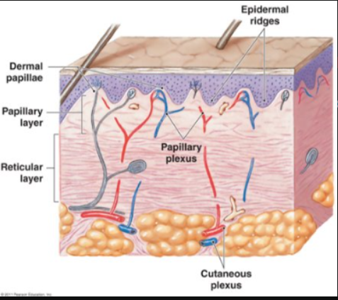 <ul><li><p>dermal papillae in this region (ridges of skin that make fingertips)</p></li><li><p>loose areolar connective tissue</p></li><li><p>contains capillaries, lymphatic vessels, and sensory neurons</p></li></ul><p></p>