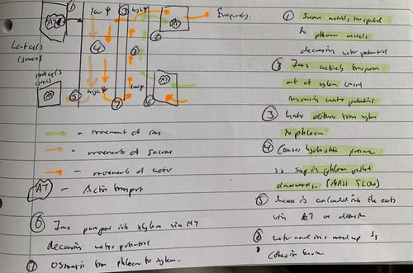 <p>Mass flow Hypothesis (8)</p>
