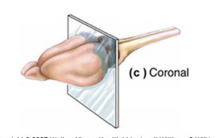 <p>A cut like a loaf of bread</p>