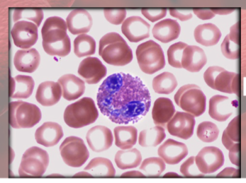 <p>(granulocyte)</p><p>increased in parasitic infections, allergies, collagen diseases</p><ul><li><p>release enzymes to destroy large parasites</p></li></ul><p></p>