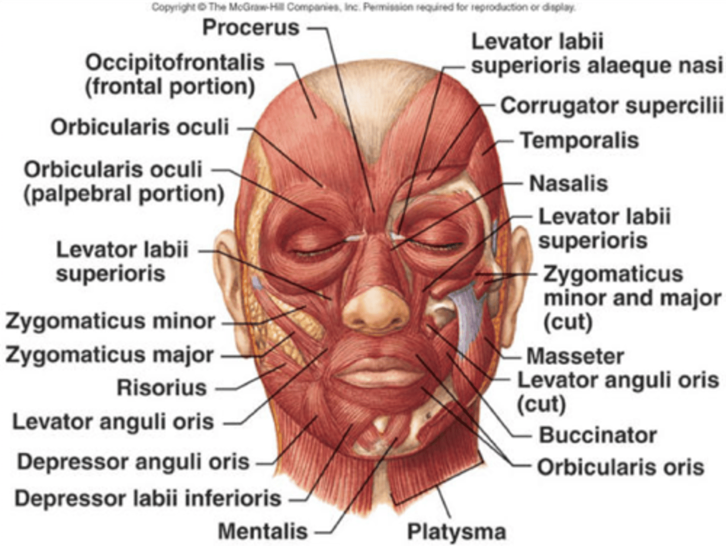 <p>orbicularis oris</p><p>levator labii superioris</p><p>levator anguli oris</p><p>zygomaticus major</p><p>depressor labii inferioris</p><p>depressor anguli oris</p><p>buccinator</p><p>risorius (laughing muscle)</p>