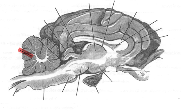 <p>Identify highlighted arrow </p>