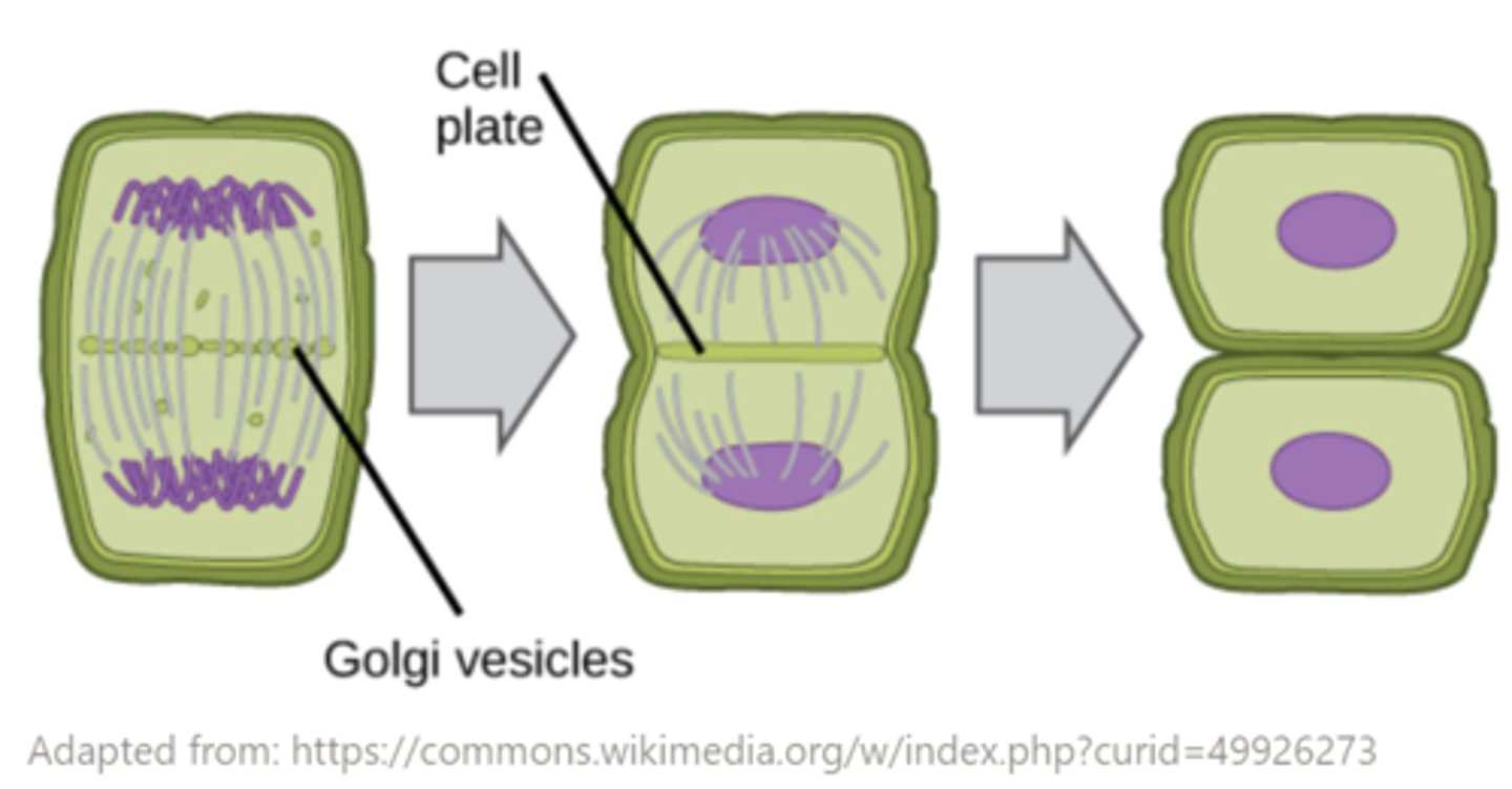 <p>cell plate</p>