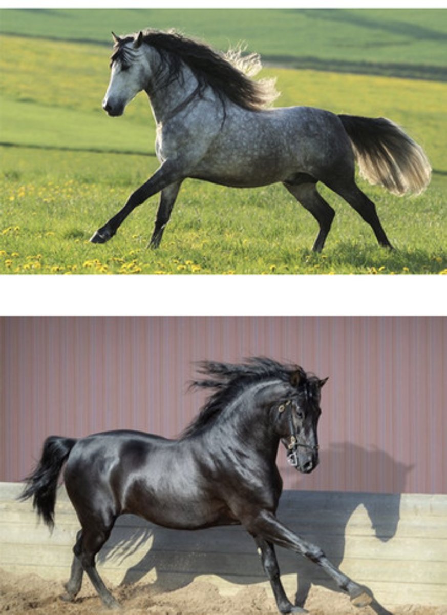 <p>Eumetric, jumping, straight face, long mane and tail</p>
