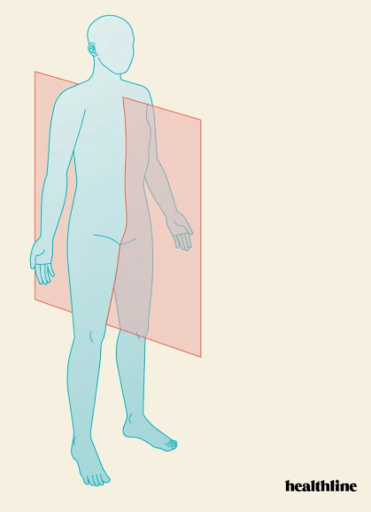 <p><span>a vertical plane that divides the body into right and left sections</span></p>