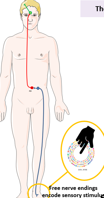 <p>How do sensory signals get to the brain?</p>